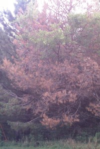 Scotch pine affected with Pine Wilt