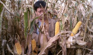 Agronomist from China estimating corn yields.
