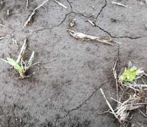 Corn plants, once at V3, damaged during storm.
