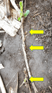 Damage to newly emerged soybean.  These plants were at cotyledon stage.  Arrows show plants reduced to stems.  Will need to assess gap lengths and plant stands to make replant decisions.