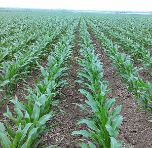 Corn that's been hilled in south-central Nebraska.