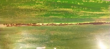 Physoderma brown spot