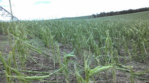 Severely damaged corn