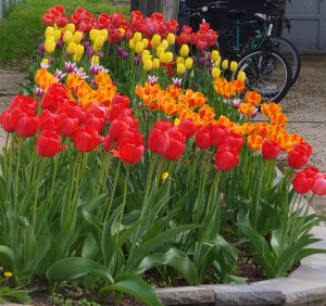 Tulips along the side of our house.