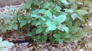 Watering bushes in the fall.