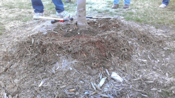 Additional Problem-Planting too shallow.  