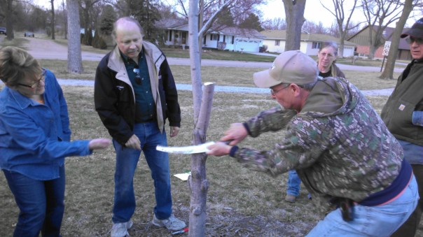 This attendee is now making the proper cut at the bark collar ridge.