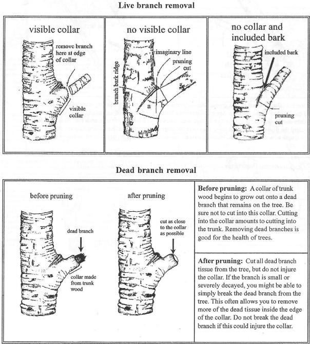 Pruning Fact Sheet ENH847 from University of Florida Extension written by Edward Gilman. 