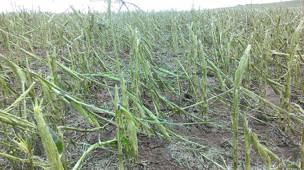Field on August 2nd that was totaled out and planted to cover crops.