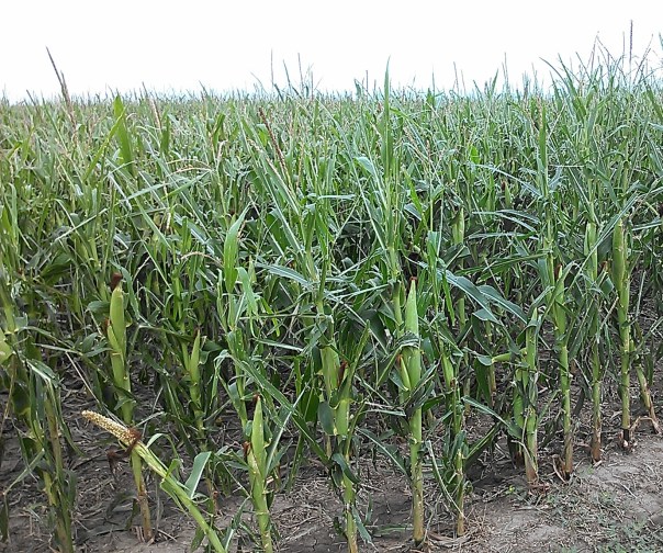 Some producers chose to spray fungicides on fields with more foliar leaf tissue such as this one.