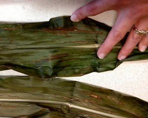 Bacterial leaf blight showing up heavily in some hybrids.  The UNL Plant and Pest Diagnostic Lab is determining species and we will share more information in the future.  There is no control for this disease at this point.