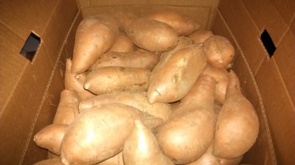 Sweet potatoes!  I absolutely love to eat them :)  This farm had tried a variety of crops in the past and continues to grow cotton and peanuts as well for a rotation with the sweet potatoes.  With low commodity prices for the other crops, sweet potatoes provided another source of income.  They are planted mid-April and will be harvested early August this year.  The smaller sweet potatoes will go to a canning facility.  Potatoes have to be at least 2" in diameter to be processed for sweet potato fries.  