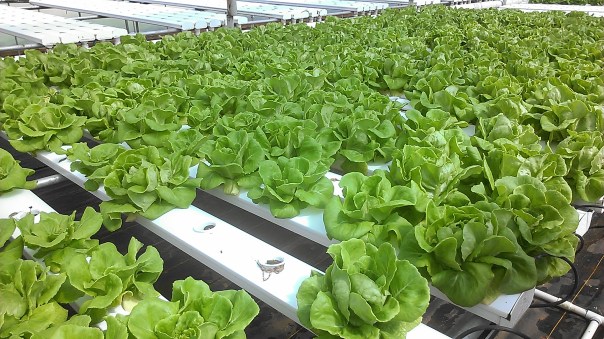 The nephew of the sweet potato farmer was interested in value-added herbs and greens.  He put up this greenhouse 11 months ago and has been growing hydroponic greens and herbs for high end restaurants and supermarkets.  
