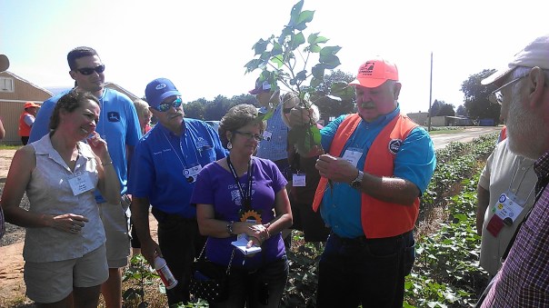 Auburn specialist explaining how a cotton plant puts on a new node (where flowers and seed are produced) about every 3 days.  He was also showing the shortened internode length due to adding growth regulators to the cotton.
