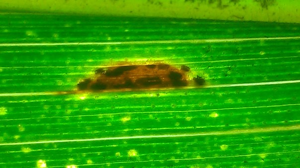 Another common problem is old common rust lesions being confused as gray leaf spot.  The color of this lesion is a tan-gray, typical of gray leaf spot.  Using backlighting or a handlens, you can see the pustules within this lesion confirming it is common rust and not gray leaf spot.  I've had many calls that gray leaf spot was up the entire plant in their fields and after looking at fields, have found it to be common rust in most situations.  It's important to know what disease you truly have to make the best decision on fungicide application.
