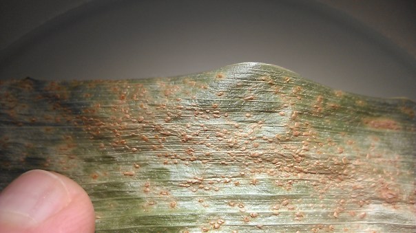 Southern rust of corn confirmed in Clay County July 31.  This was found on one leaf in a field near Trumbull.  Just because southern rust has been found in the area, we don't recommend automatically spraying.  Scout your fields and consider disease pressure, growth stage, and economics.  Long season corn and late-planted fields have the potential for most damage.