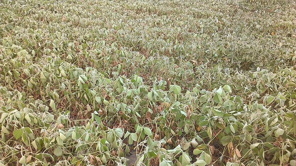 Have also received questions on soybeans, particularly in dryland.  Soybeans are drought stressed-often showing it in pockets within dryland fields right now.  Closer observation shows plants aborting pods and losing lowest leaves.  Spidermites can also be viewed on leaves in some of these patches.  