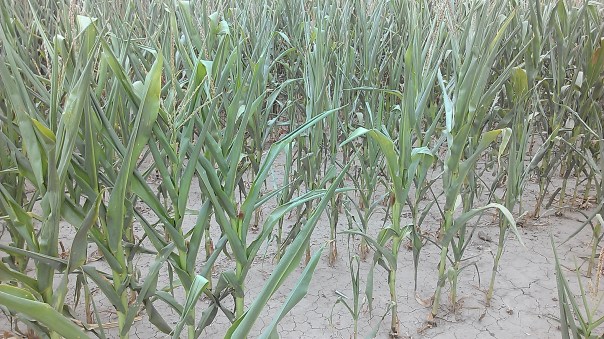 Dryland corn showing stress as well.  June rains were making for dryland crops with potential, but also led to shallow rooting.  Crops could use a drink right now....but would prefer no more ice and hail.  The storm that hit Clay County so hard occurred one year ago today.