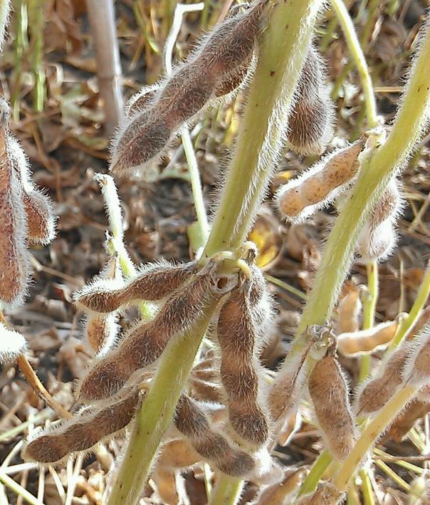 Look for holes where the petiole meets the main stem.  This is the entry point where stem borer eggs are laid and later hatch into larvae.