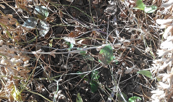 Lodged soybeans can be another key for checking for stem borer around harvest time.  Notice the stem in the middle of the photo that is lodged.