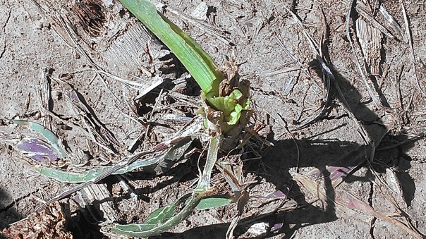 Some corn plants more severely affected were reduced to sticks.  Sometimes no new growth is appearing while in other plants new growth can be seen.  I split open the stem on this plant.  