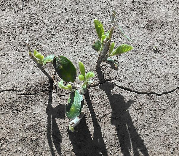 These soybeans were reduced to stems yet are showing new growth 5 days later.  UNL research has shown that soybean stands can be greatly reduced without a significant yield effect.   The other thing we have looked for is bruising on stems.  