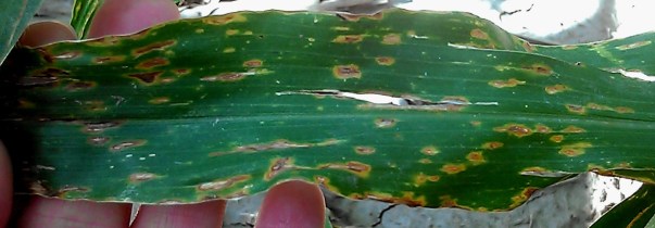 Anthracnose has been observed in fields for a good month now.  It is mostly seen on lower leaves of plants, particularly in fields where we've had high amounts of rainfall, standing water, and/or hail.  I haven't seen it moving up the plant very far yet.  There are fungicides labeled for this, but we rarely recommend fungicide treatment for anthracnose.