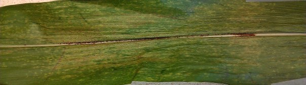 Physoderma brown spot typically doesn't occur in our area until tasseling (which is where we are at now in some fields).  However, I was seeing this as early as two weeks ago on some hybrids.  The pathogen causing this disease is a fungal-like pathogen that moves with water.  You will notice a purple/brown color on midribs of leaves, leaf sheaths, stalks, and tiny yellow/brown/purple spots on leaves.  This disease isn't considered yield-limiting or of significance to us in Nebraska.  Some confuse this disease with southern rust, but there are no pustules produced with Physoderma brown spot.