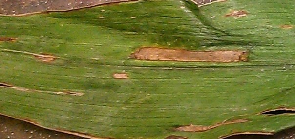 The larger, rectangular lesion is typical of gray leaf spot found in some lower leaf canopies right now.  It is easy to confuse with anthracnose as both diseases appear a little different on various hybrids.  Gray leaf spot will be vein-limited while anthracnose is more blotchy in appearance.    