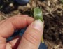 Corn Concern in Wheat/Rye&nbsp;Cover