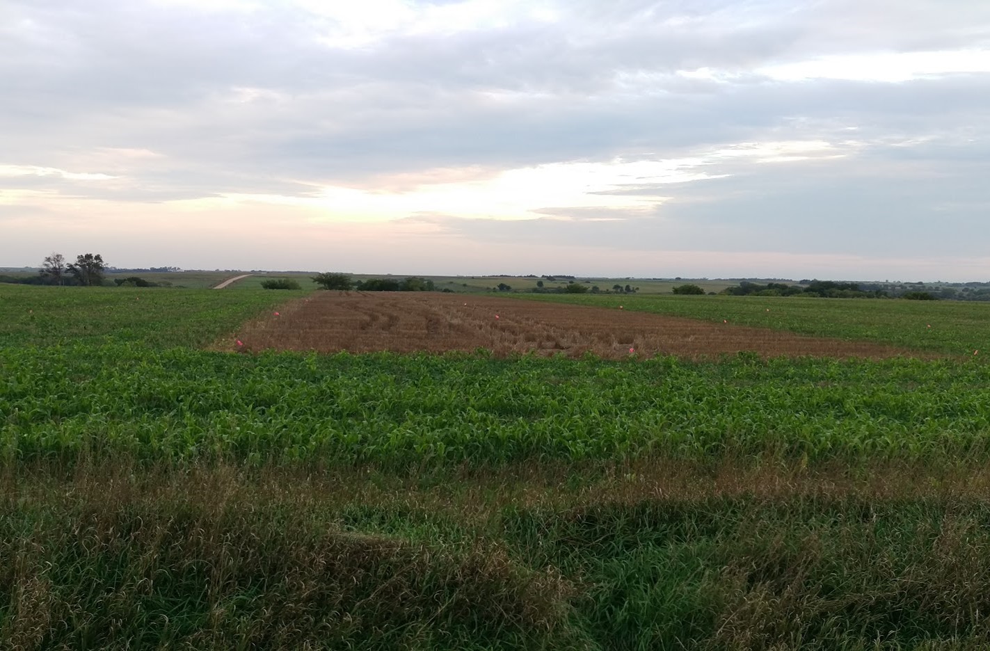 Herz field Sept. 21-2016