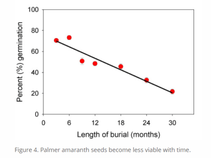 palmer germ with burial