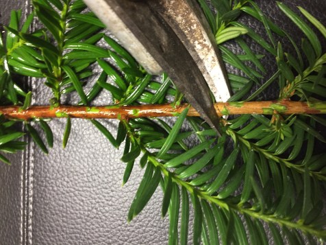 Pruning yew