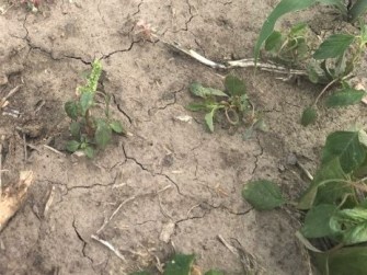 palmer headed at soil