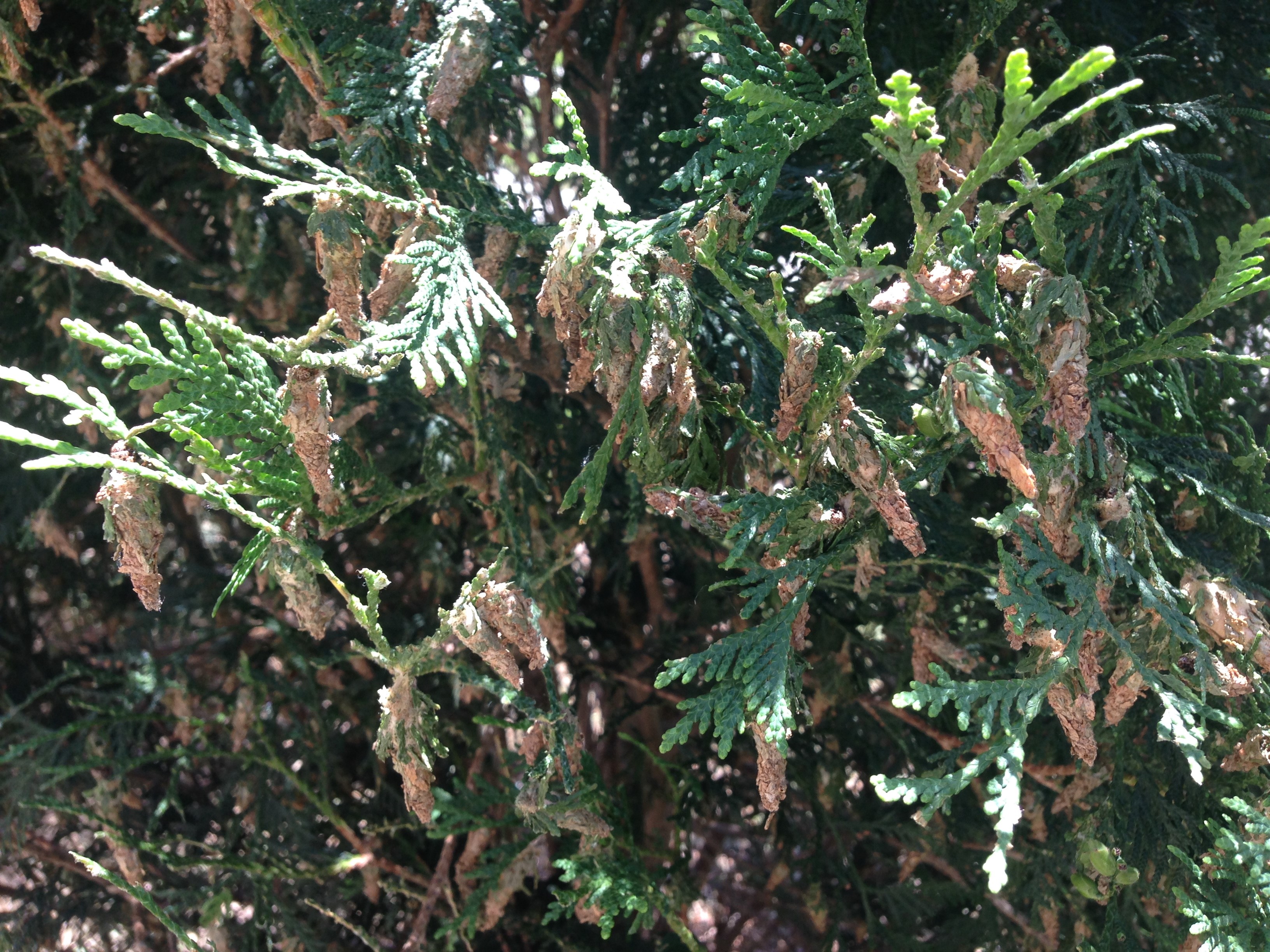 18 bagworm on Meridian Aborvitae K Feehan 7 9 18