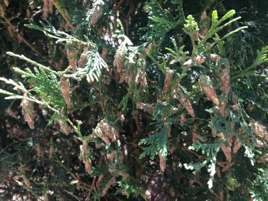 18 bagworm on Meridian Aborvitae K Feehan 7 9 18