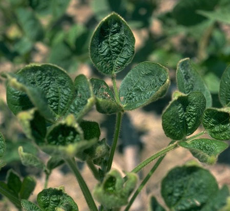 dicamba injury-Purdue