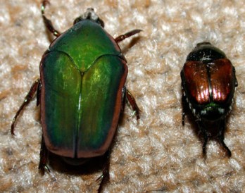 green june beetle vs japanese beetle-purdue