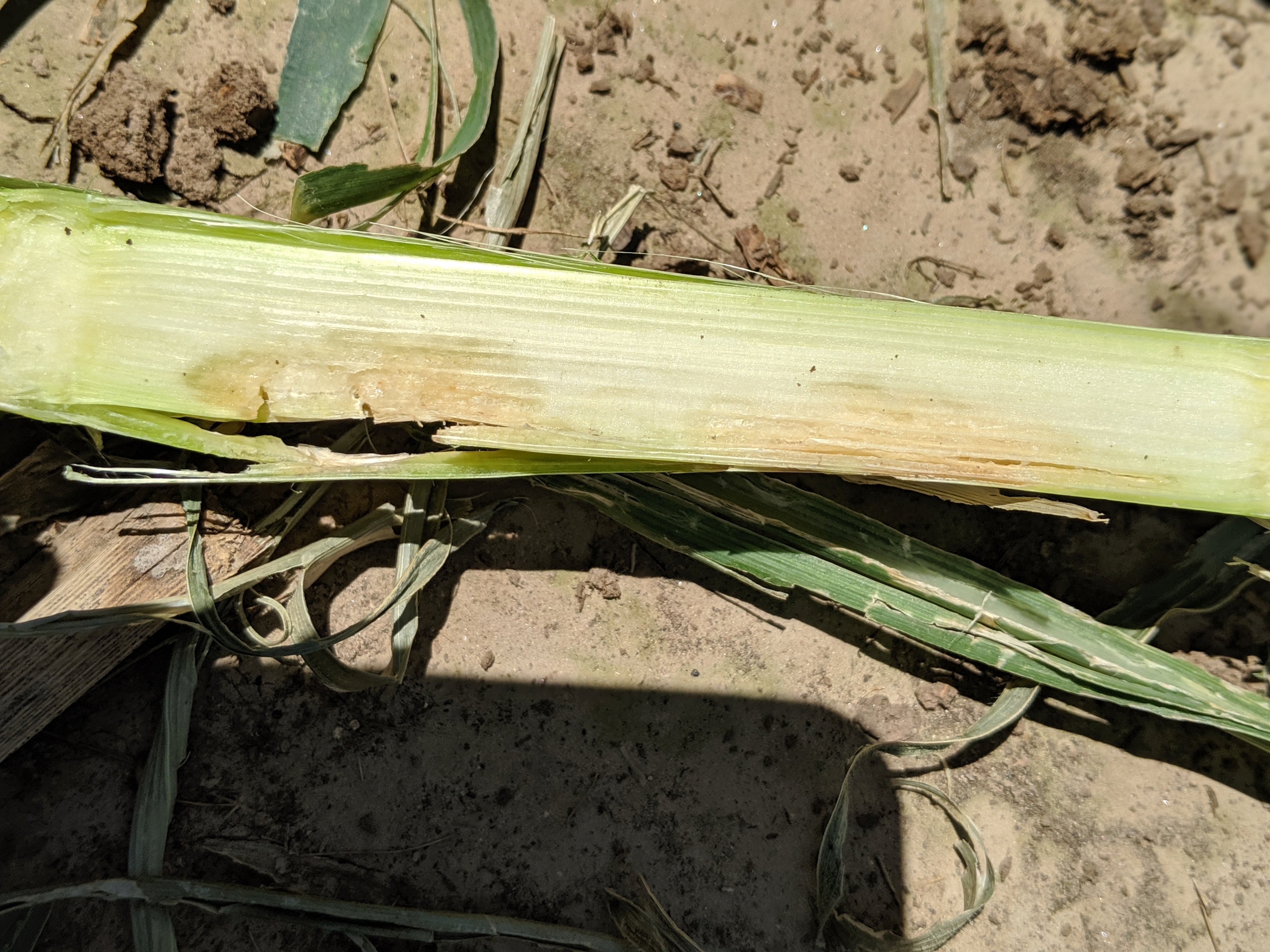 00100lPORTRAIT_00100_BURST20190628123916521_COVER