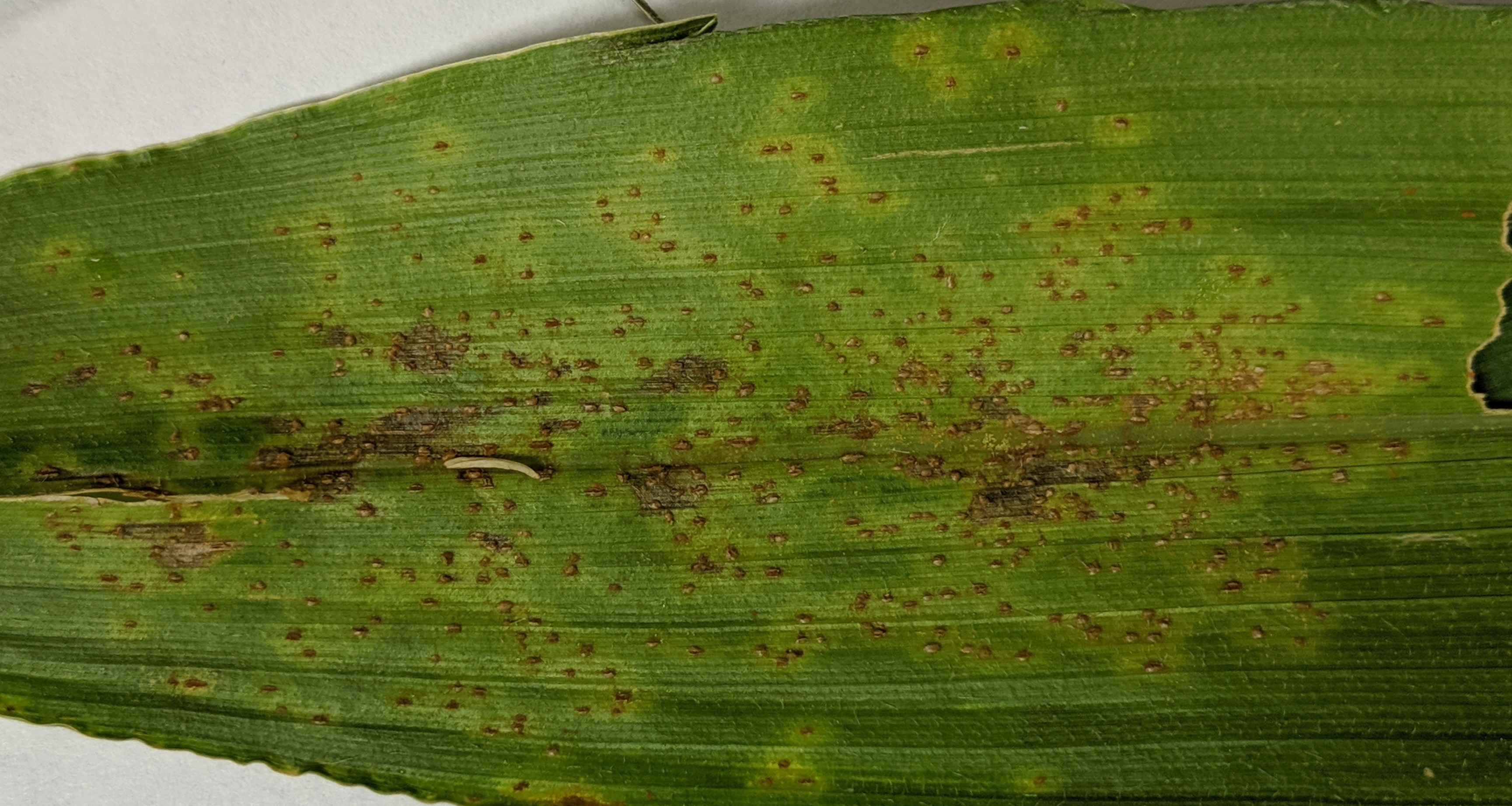 00000IMG_00000_BURST20190724130934715_COVER (2)