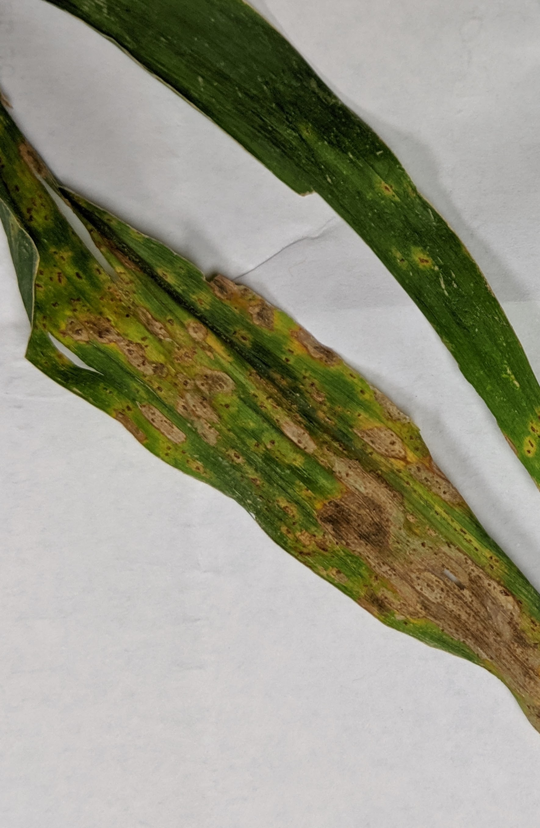 00000IMG_00000_BURST20190726202230505_COVER