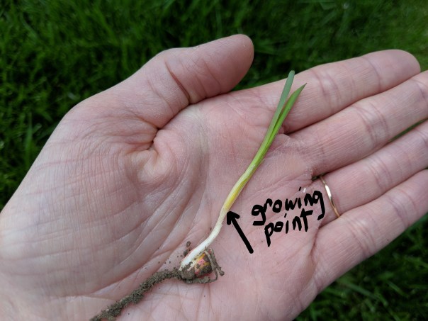 Inked Growing Point2