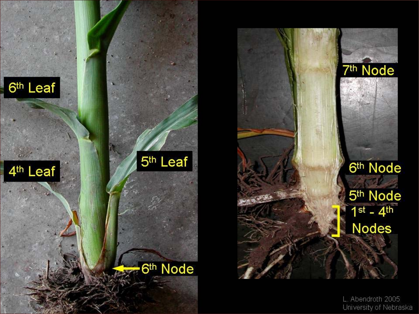 1-6 corn nodes-Lori Abendroth