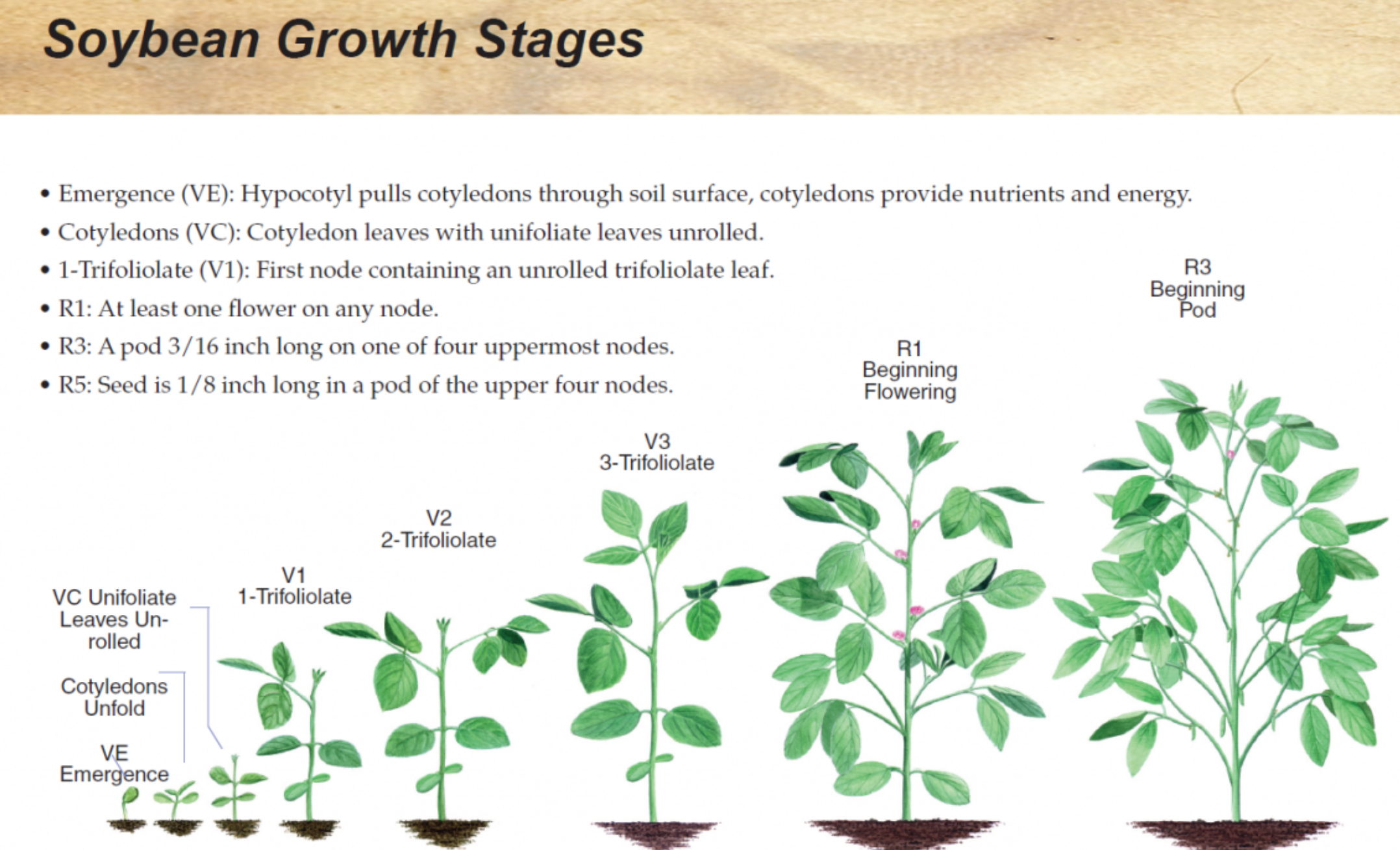 soybean growth stages