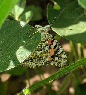 00100lrPORTRAIT_00100_BURST20200731101446071_COVER