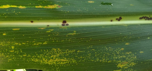 IMG_20200731_094750 (1)